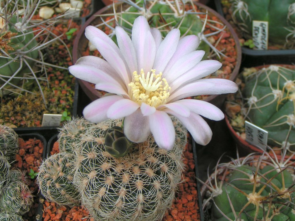 Gymnocalycium bruchii